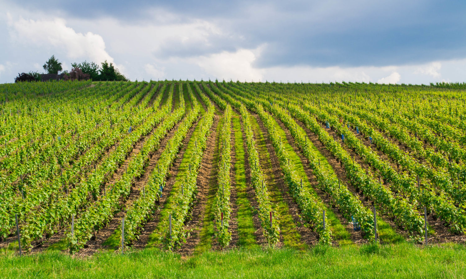 Ventajas leonardita-Agran