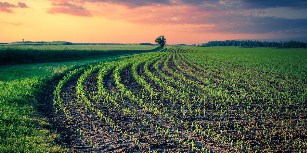 Qué son los ácidos húmicos: Qué son