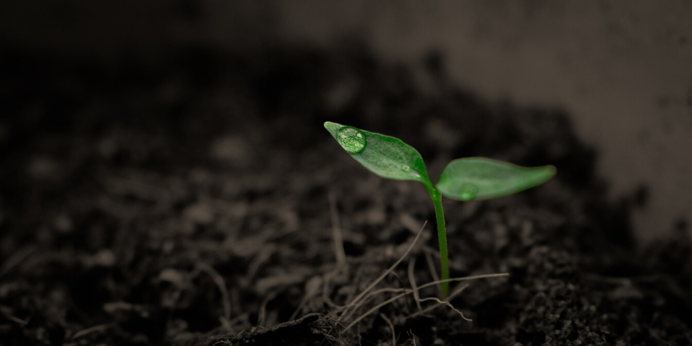 Claves para enraizar plantas