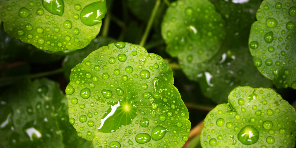 Cómo regar con agua salobre