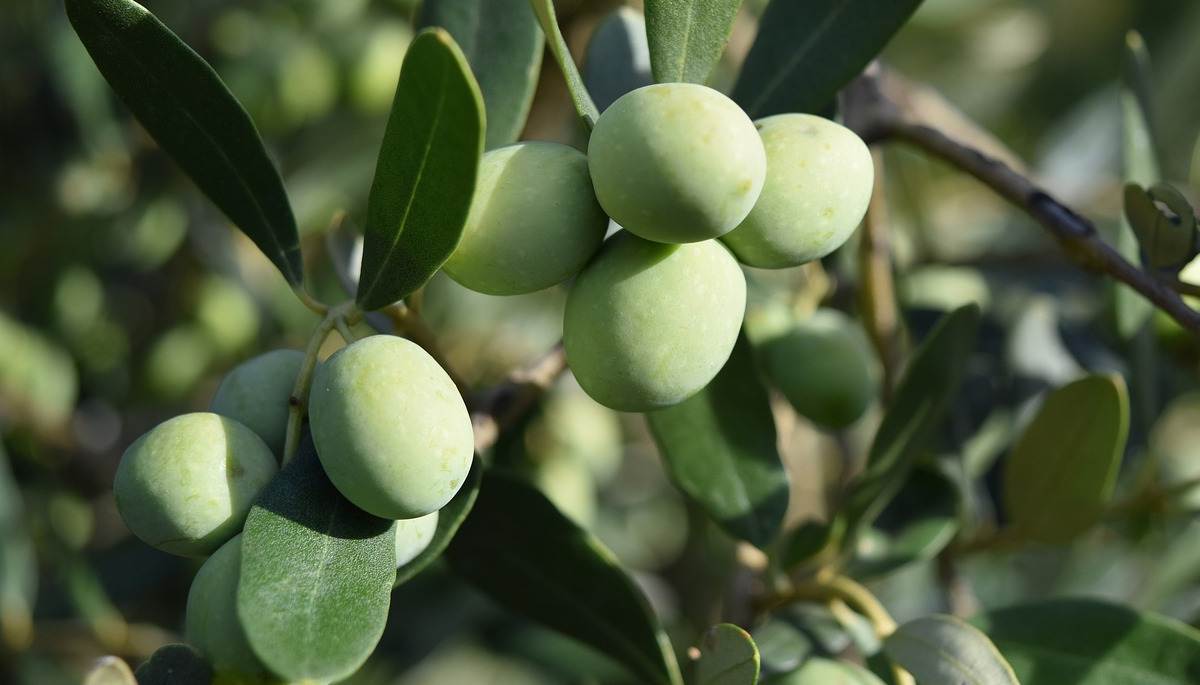 Tratamientos olivar