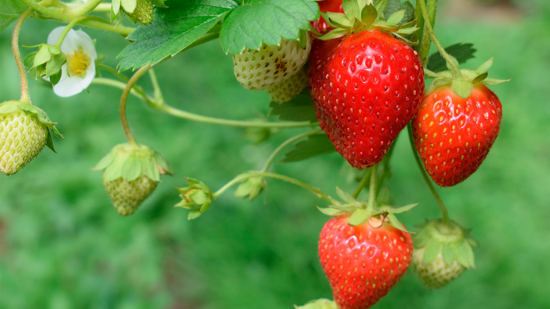 cómo promover al cultivo de berries