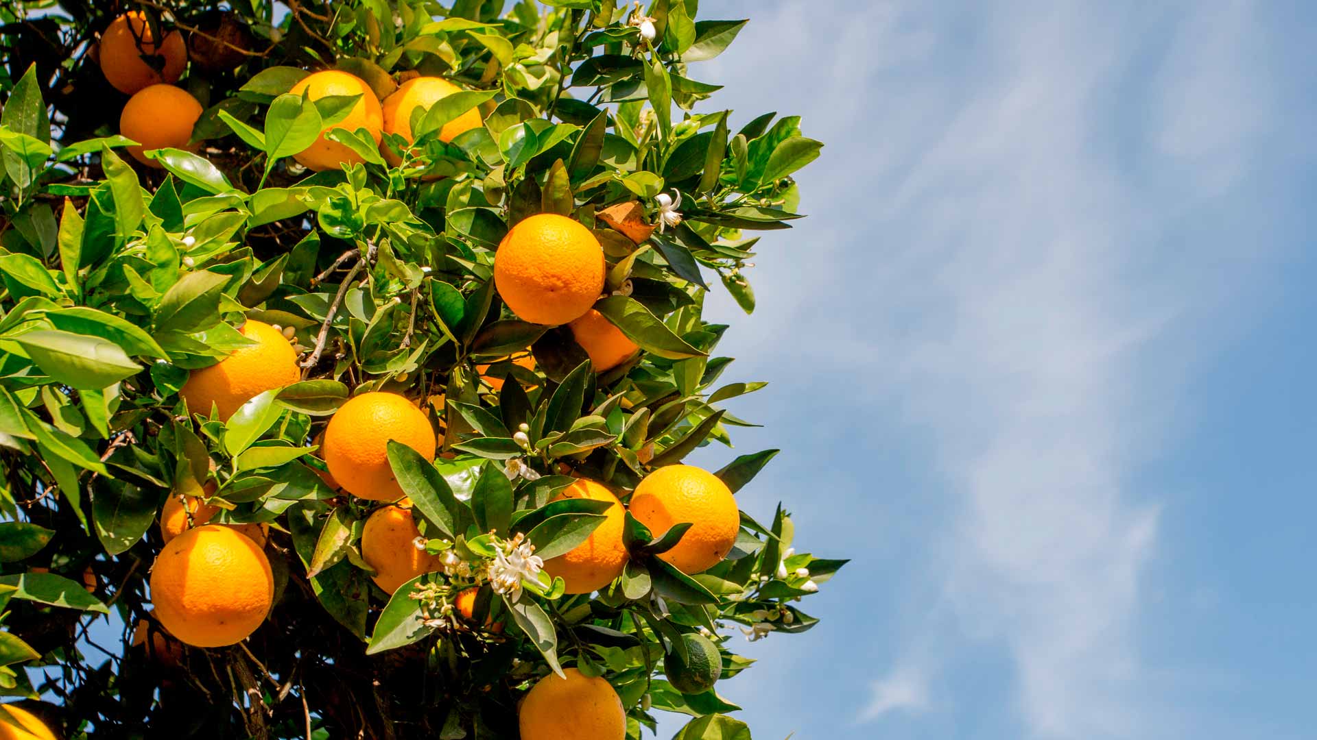 soluciones para la maduracion de los citricos