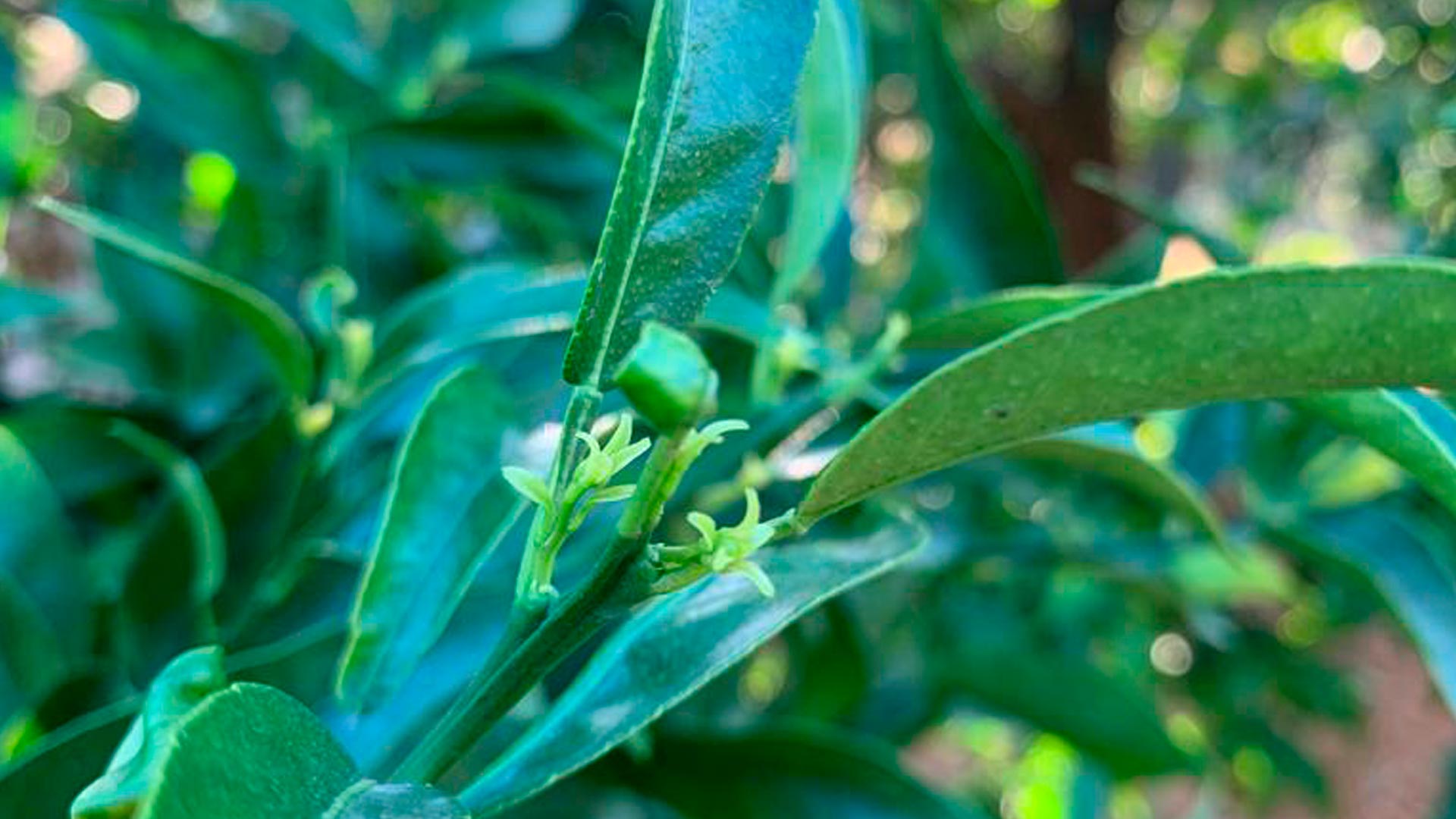 cómo estimular la brotación de los cítricos