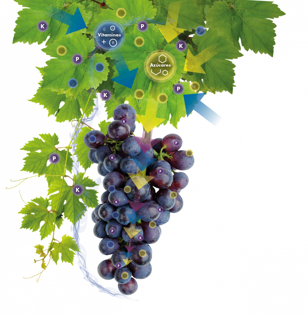 aumento grados brix, calibre , peso