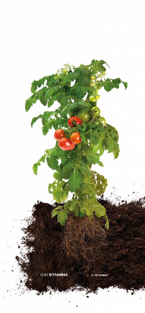 calibre, calidad, engorde a base de algas