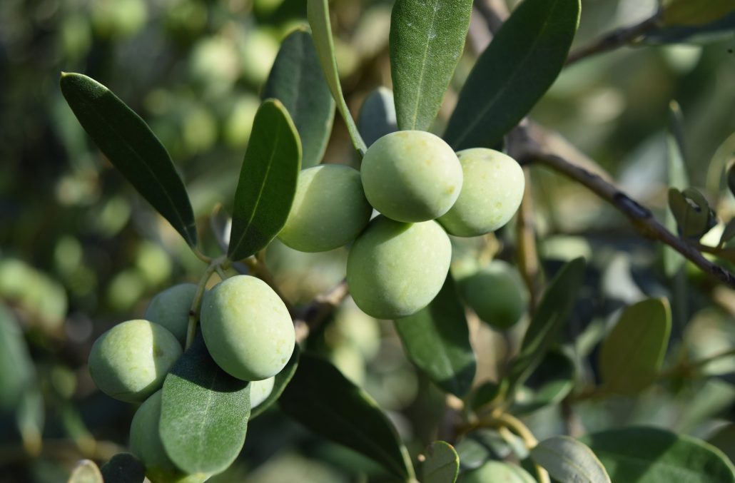 aumenta el rendimiento graso del olivo y el engorde