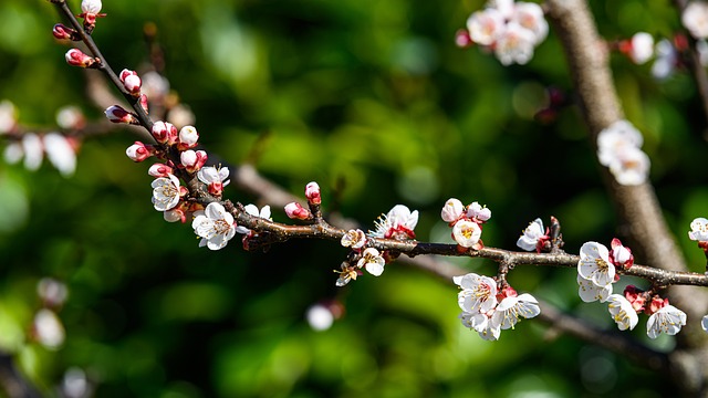 floración en frutales