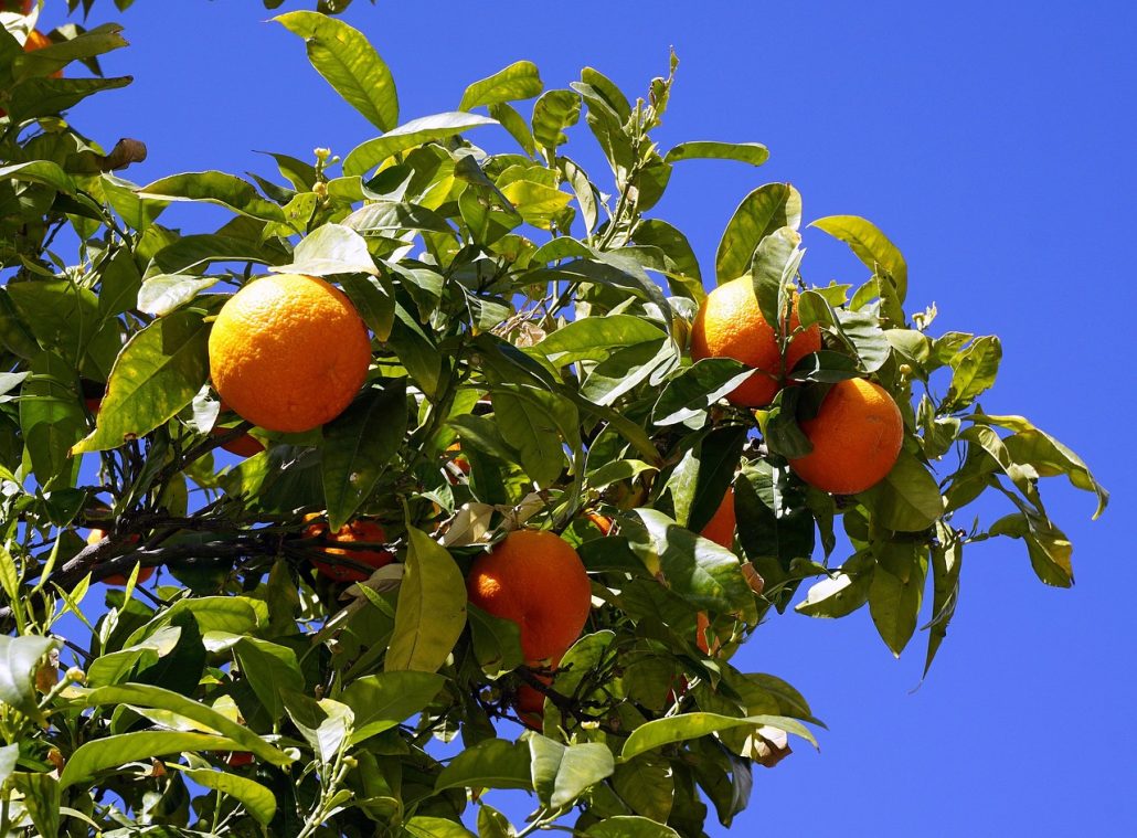 protocolo para citricos, fertilizantes , bioestimulantes