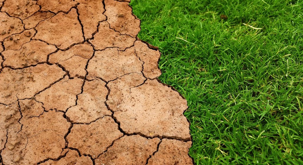 cultivos sufriendo estres abiotico, sequia y temperaturas altas