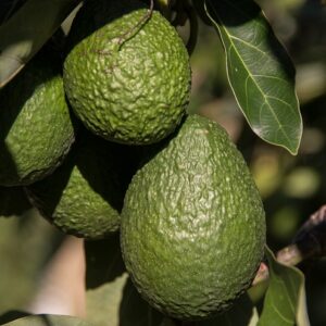 Aguacate