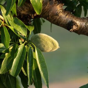 Almendro